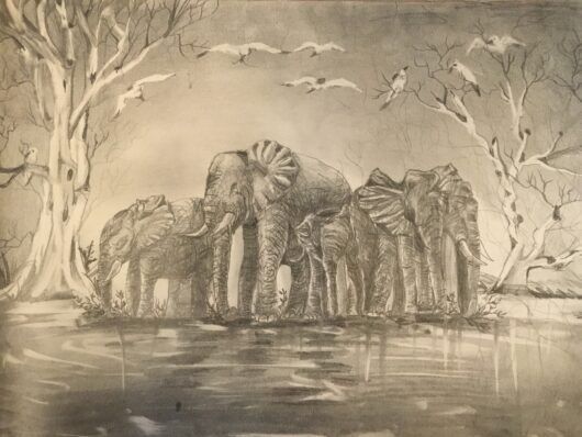 Pencil Drawings -  Tranquil Elephant Herd