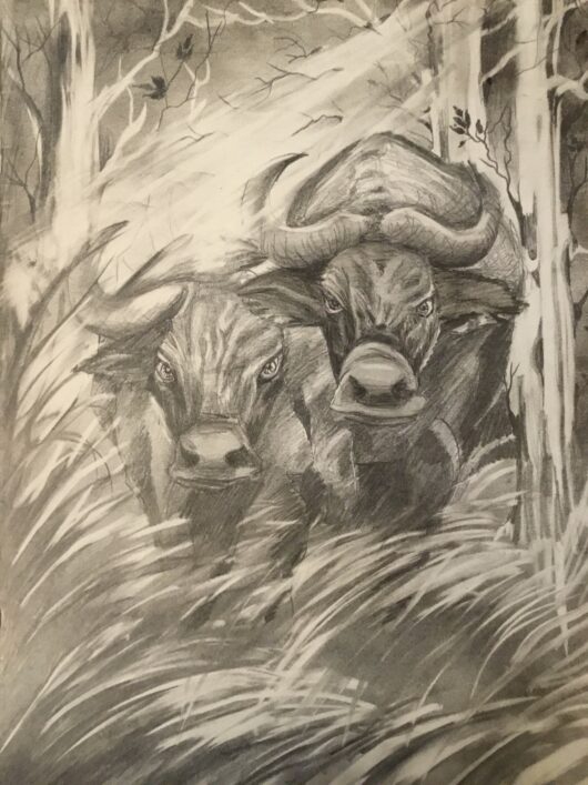 Pencil Drawings - Buffaloes in the Jungle